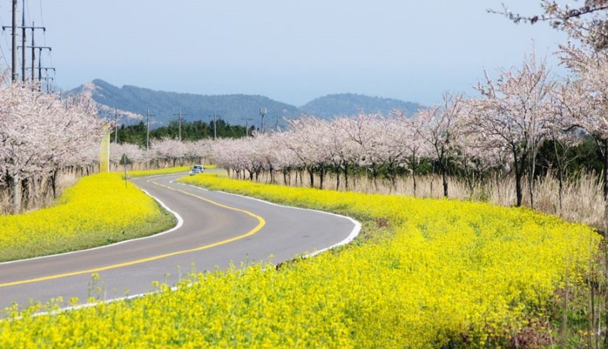 Top 3 địa điểm ngắm hoa cải dầu siêu đẹp tại đảo Jeju dành cho bạn